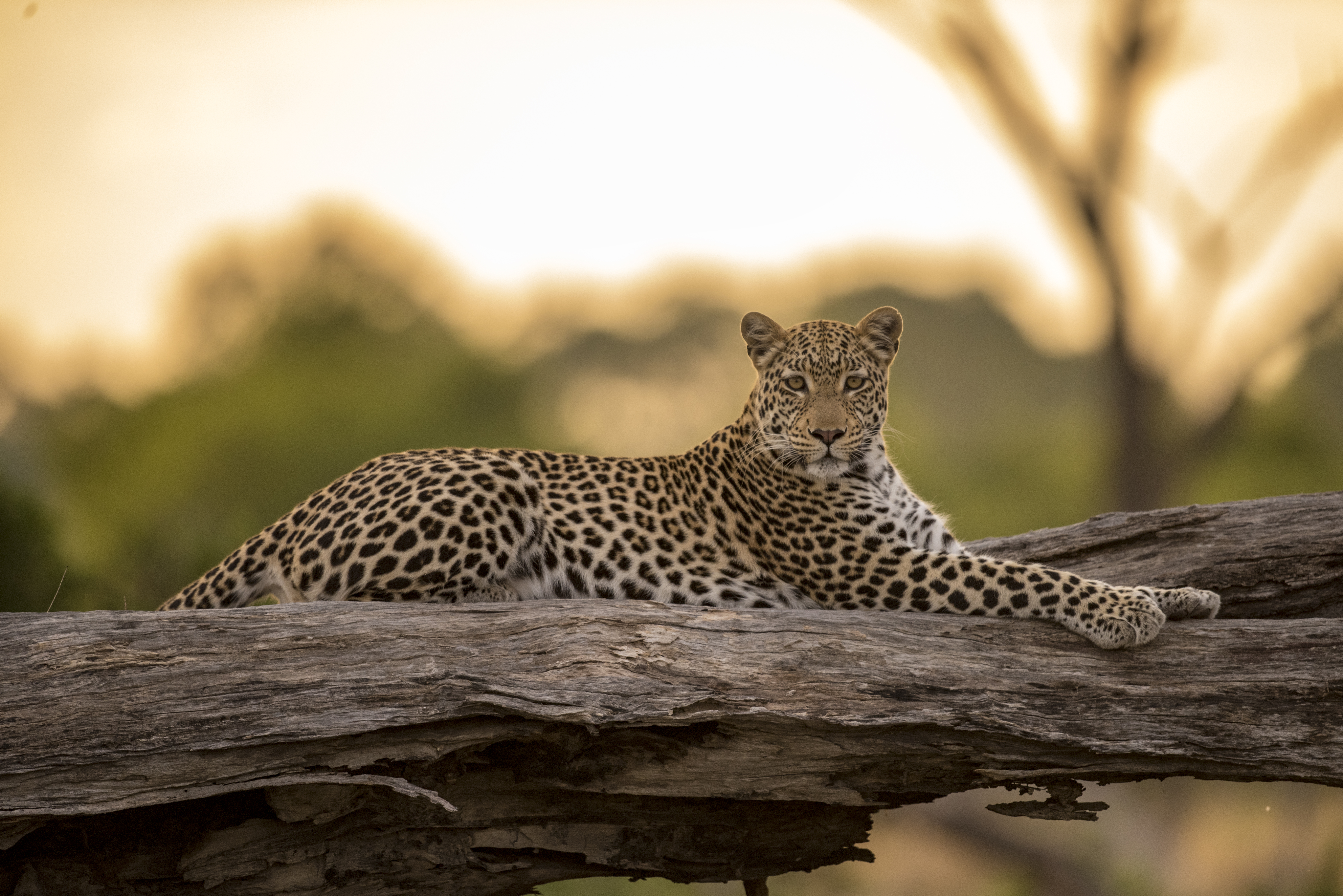 A leopard in the Khwai Reserve (Renato Granieri/PA)