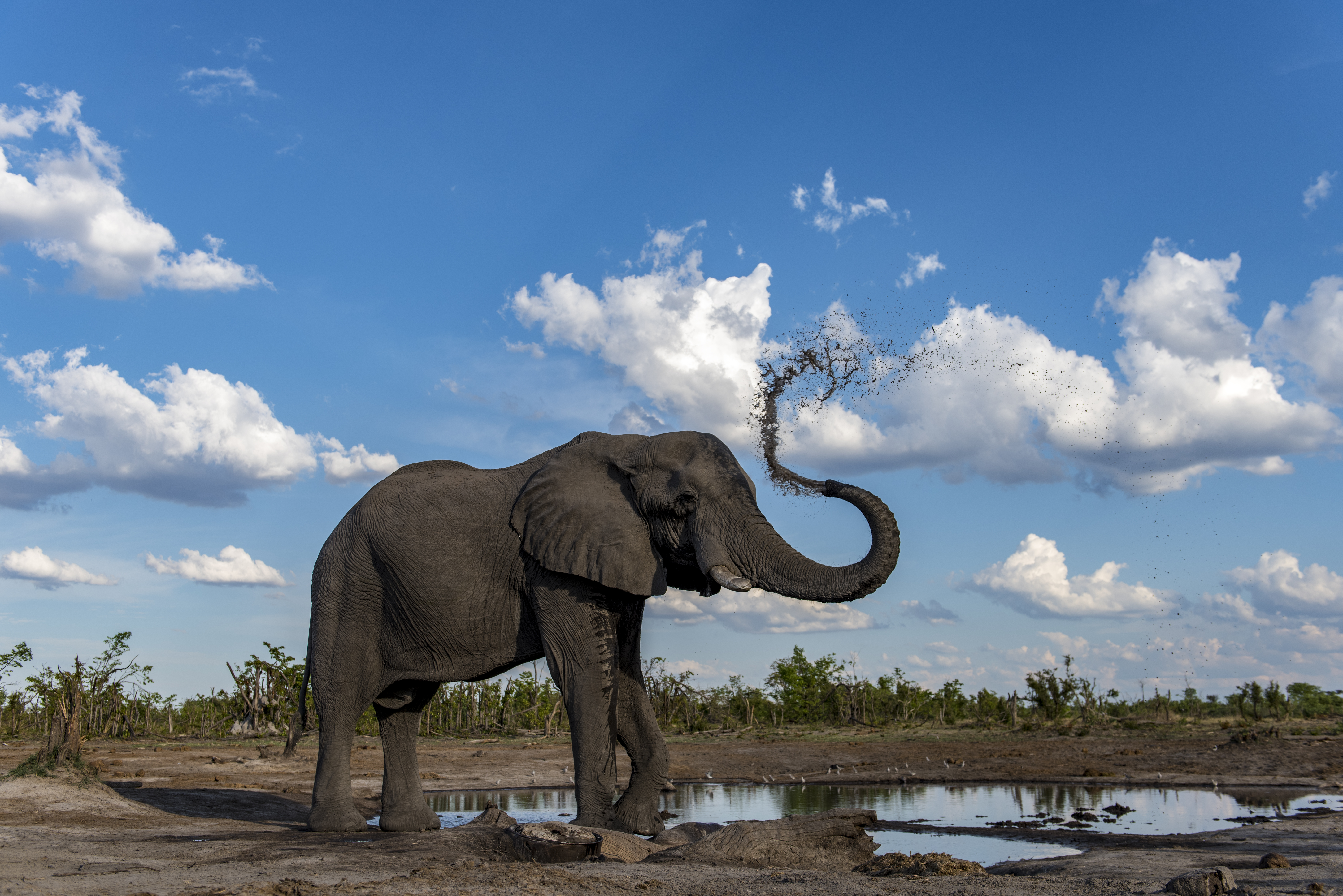 An elephant photographed from Hyena Pan's underground hide (Renato Granieri/PA)