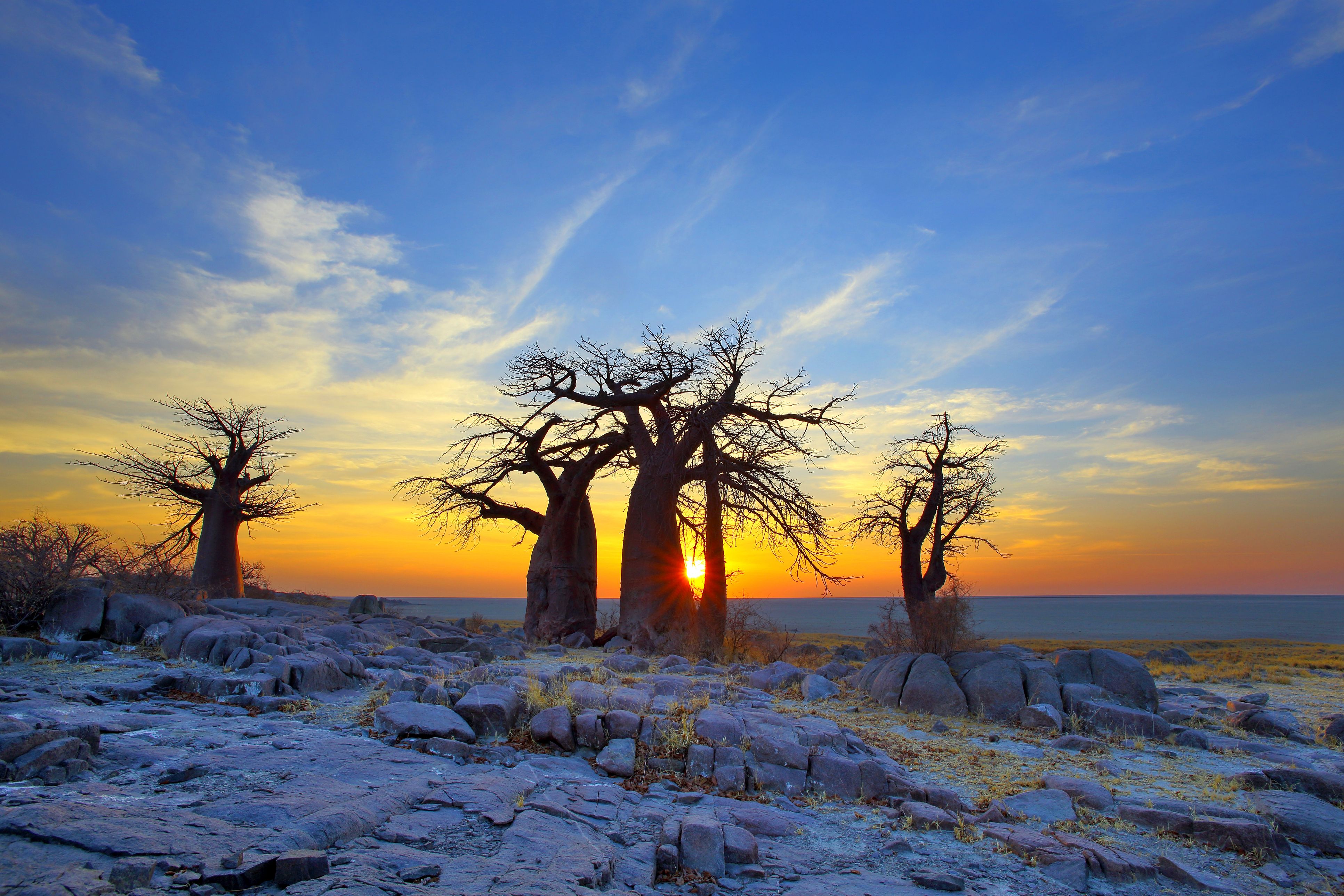 Baobabs in the Kalahari (Thinkstock/PA)