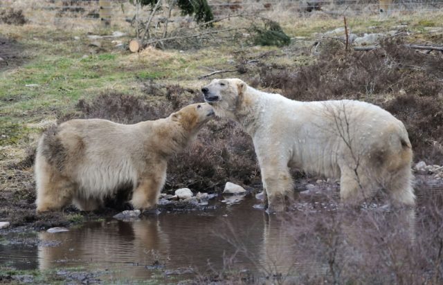 Victoria (left) and Arktos were first introduced in 2016 (RZSS Highland Wildlife Park/PA)