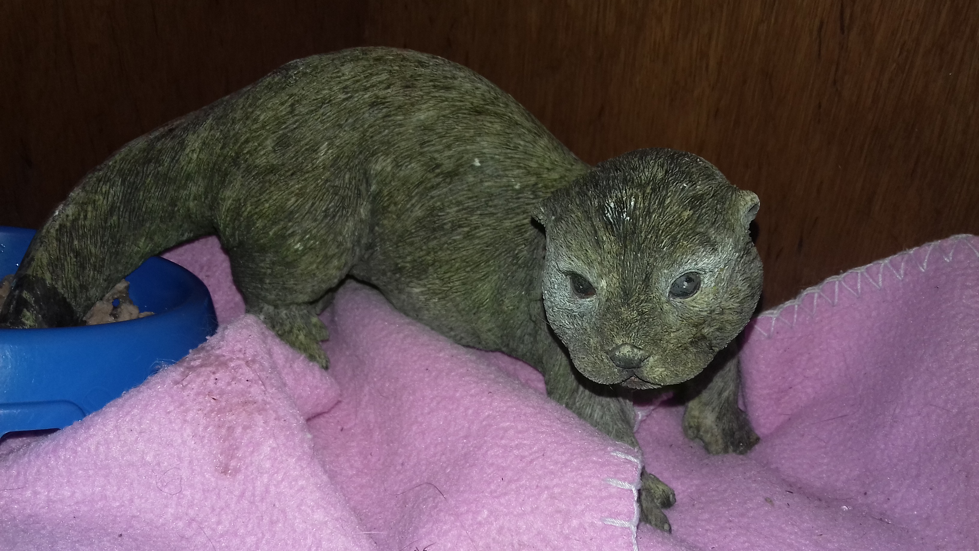 A woman in Aberdeen mistook the ornamental otter for a lizard after finding it in her cat's shelter (Scottish SPCA/PA)