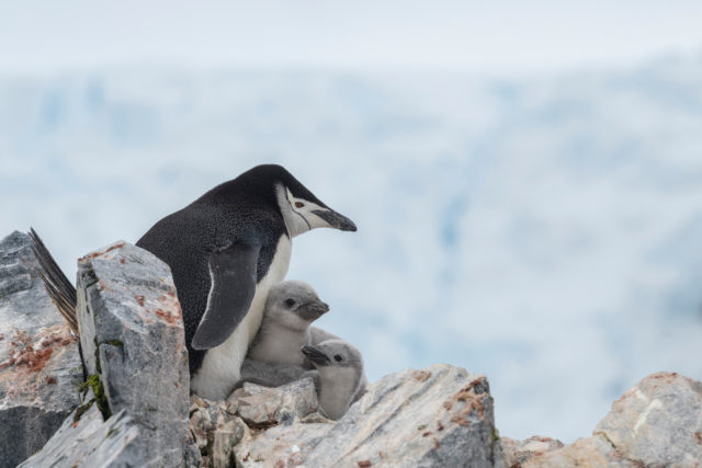 Chinstrap penguins are among the wildlife which feed on krill (Christina Aslund/Greenpeace/PA)
