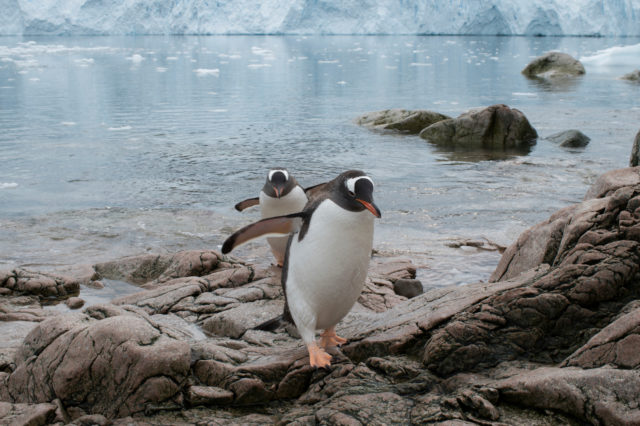 Gentoo penguins also rely on krill for food (Daniel Beltra/Greenpeace/PA)