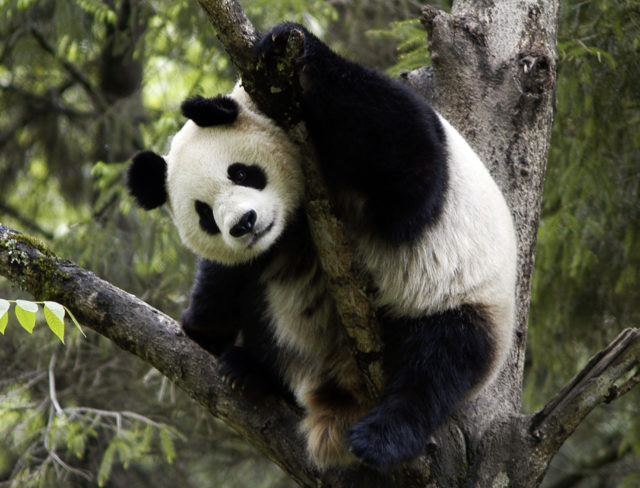 Giant pandas are among the species which see could loss of food or territory from climate change (Bernard De Wetter/WWF/PA)