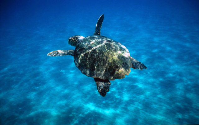 Turtles in the Mediterranean could see breeding hit by rising temperatures (Michel Gunther/WWF/PA)