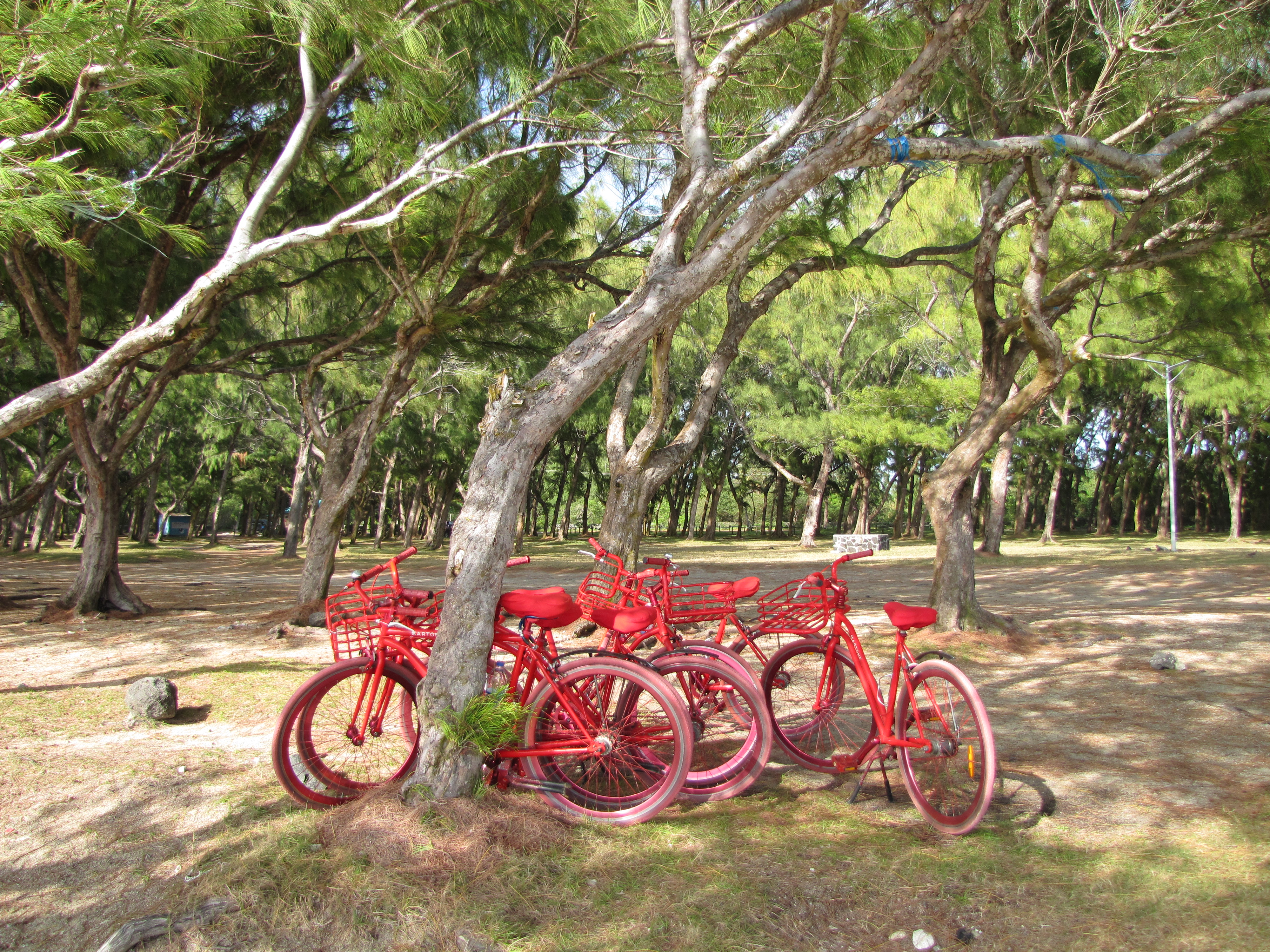 Lux Belle Mare hotel bikes rest against a tree on Mauritius (Verena Vogt/PA)
