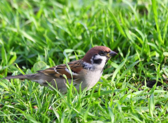 Tree sparrows have seen numbers plummet nationally (Douglas Holden/PA)