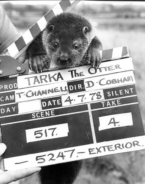 Tarka from Tarka The Otter (David Cobham)