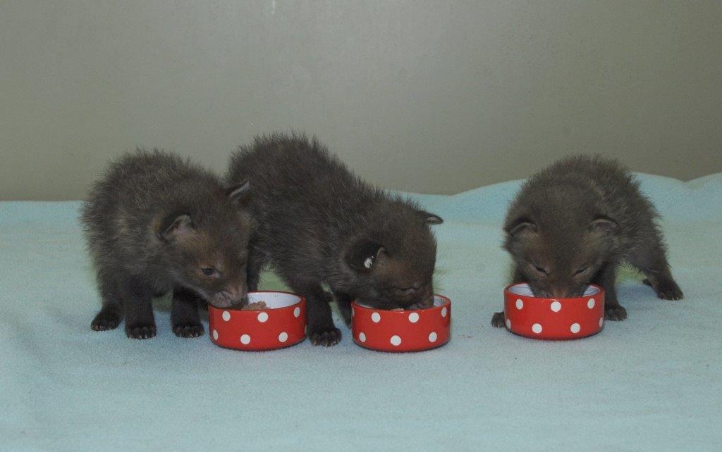 The cubs - Ethan, Frank and Bourne - were found under rubble in Edinburgh (Scottish SPCA/PA)