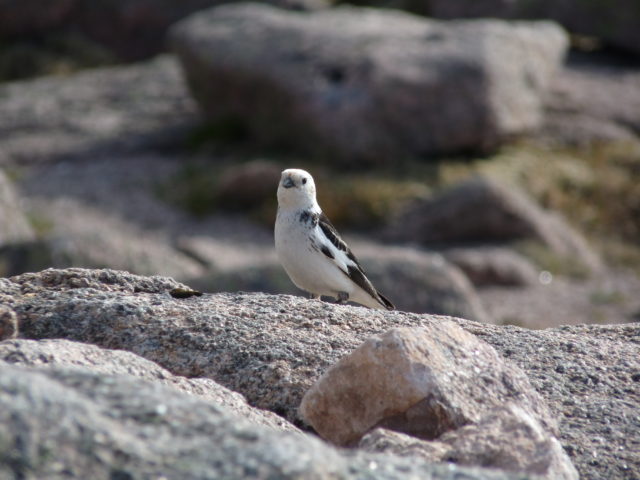 Scientists and volunteers searched some of Scotland's highest peaks for breeding snow buntings (Mark Eaton, RSPB/PA)