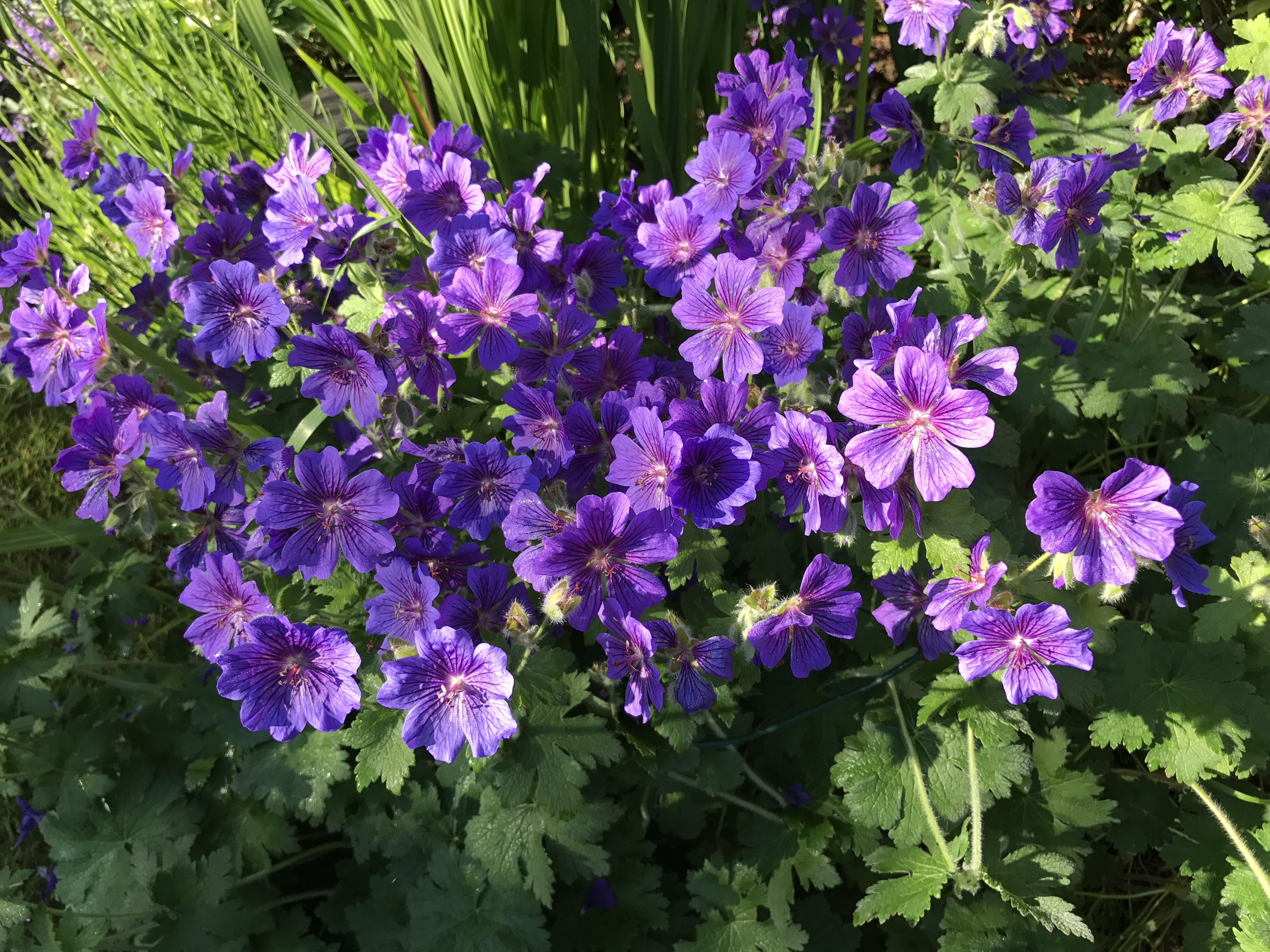 7 tips for easy gardening BT