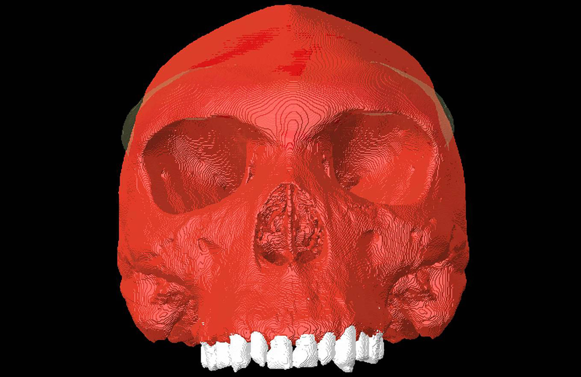 A 3D computer simulation of a skull from Zambia known as Kabwe 1 housed at London's Natural History Museum (University of York/PA)