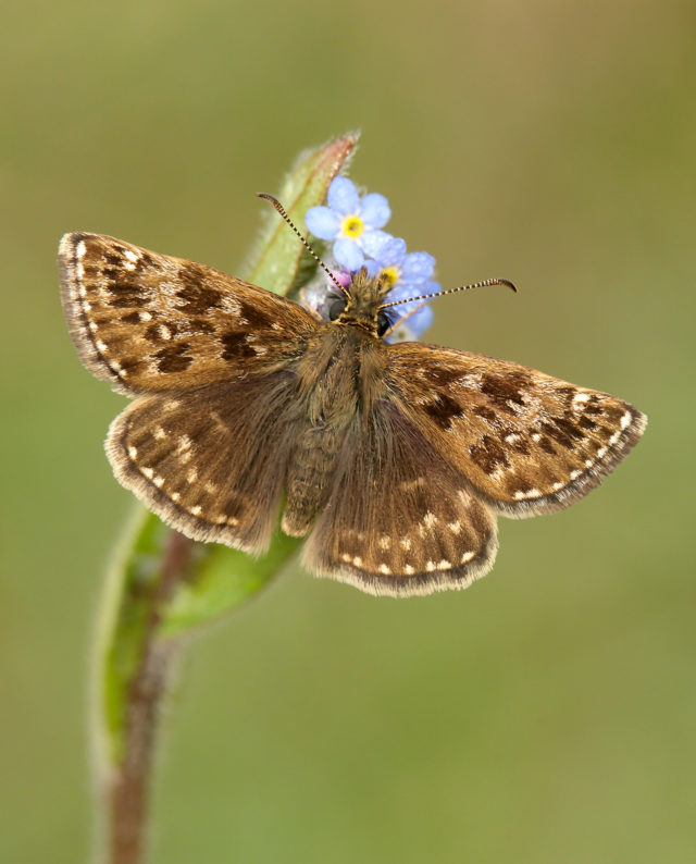 Dingy skippers saw numbers fall 22% last year (Iain H Leach, Butterfly Conservation/PA)