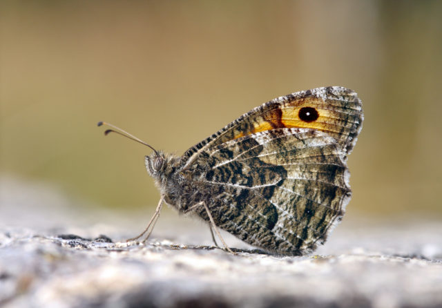 Grayling butterflies suffered their worst year on record in 2017 (Patrick Clement, Butterfly Conservation/PA)