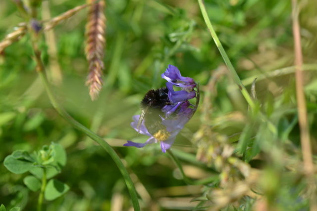 A bumblebee (University of Exeter/PA)