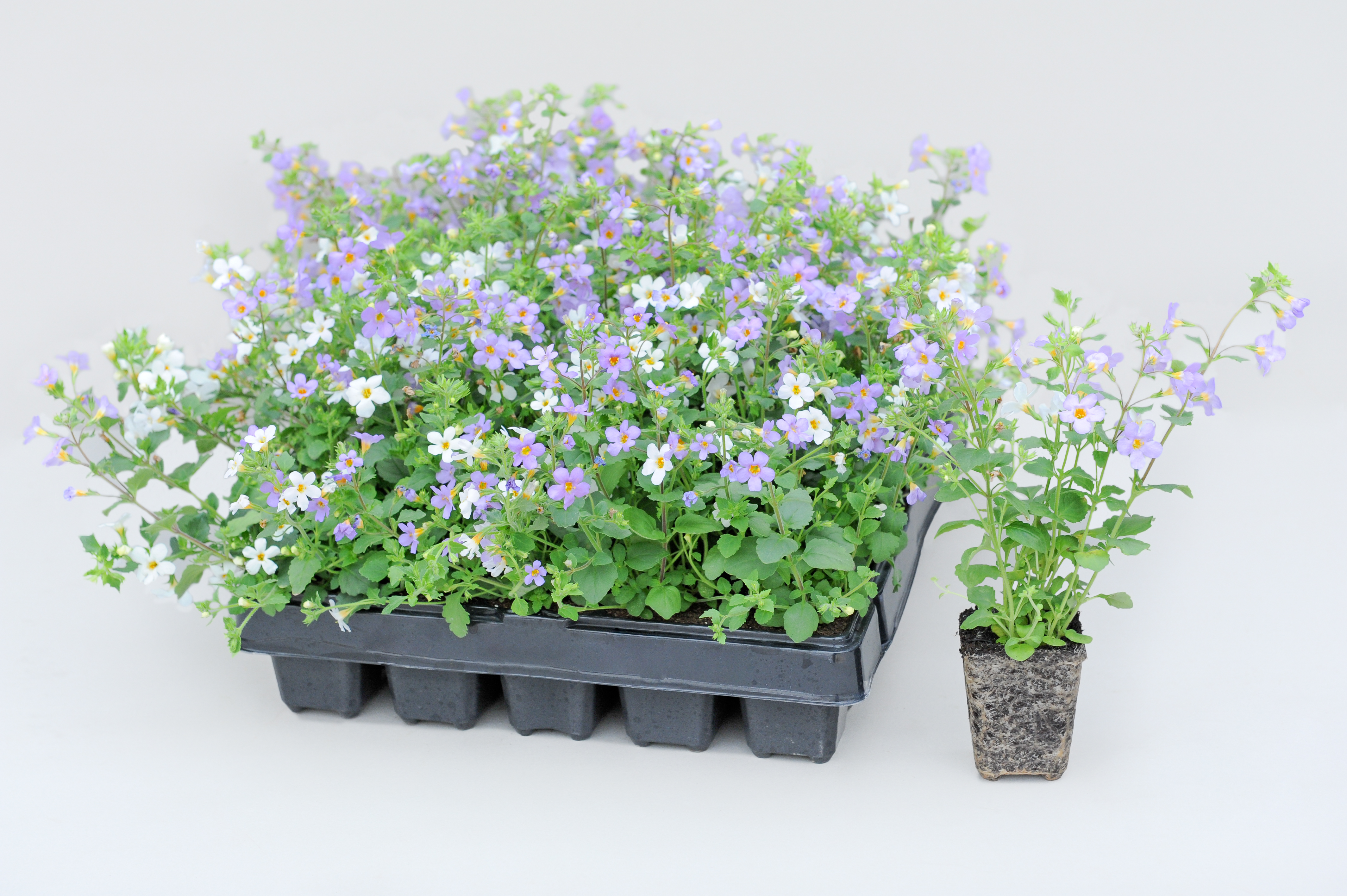 bacopa (Thompson & Morgan/PA)