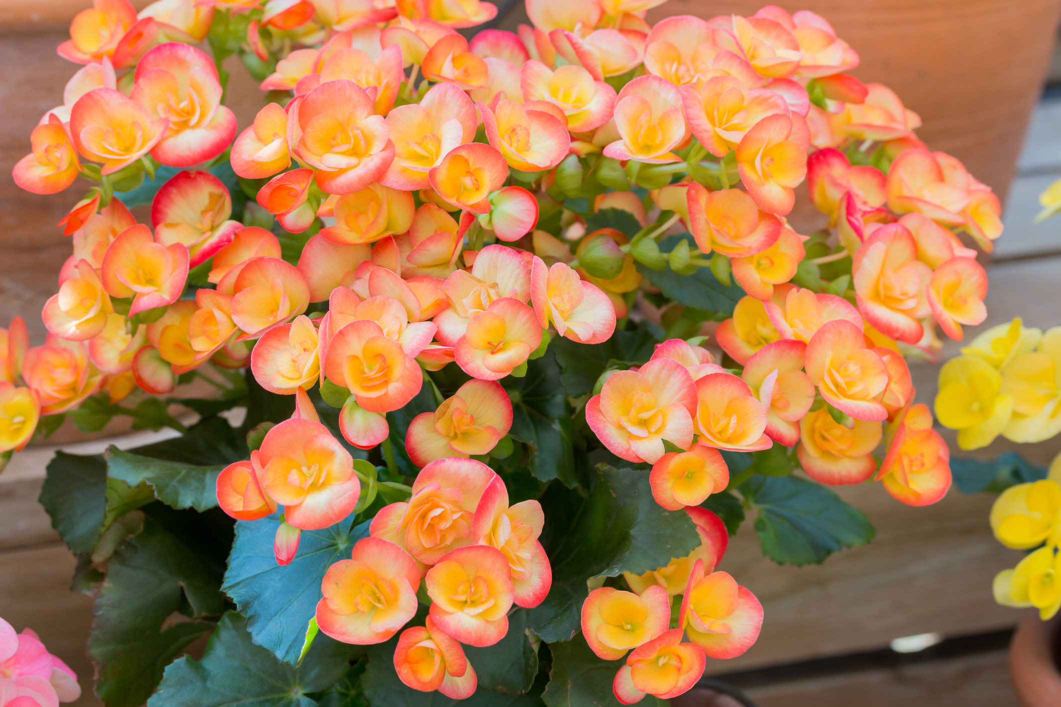 Begonias (Thinkstock/PA)