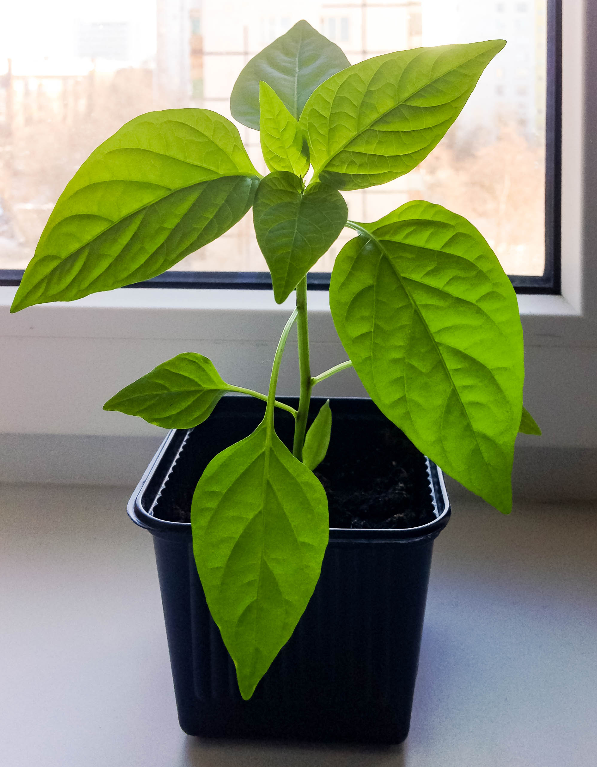 pepper plant on a windowsill (Thinkstock/PA)