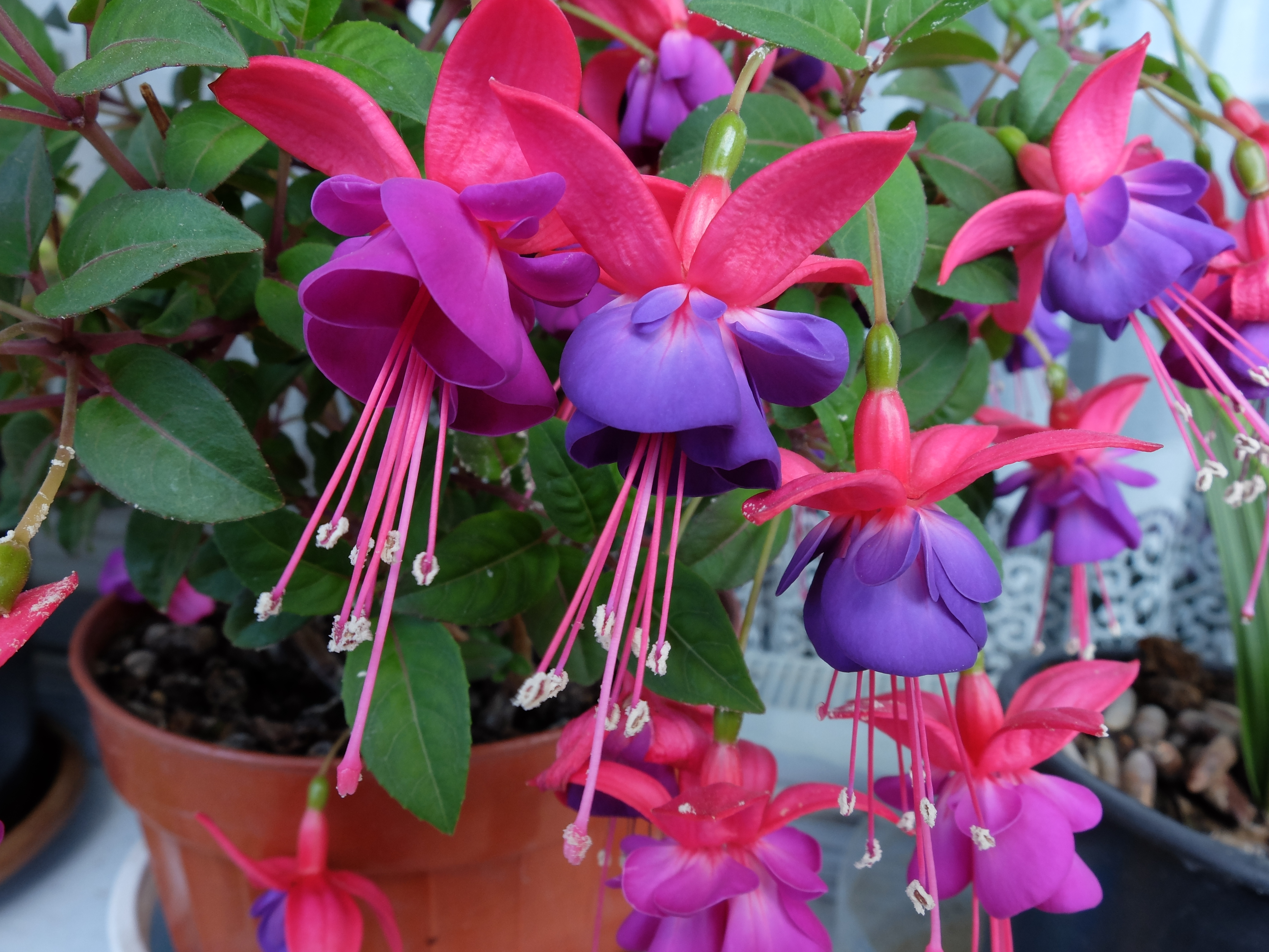 Fuchsias (Thinkstock/PA)
