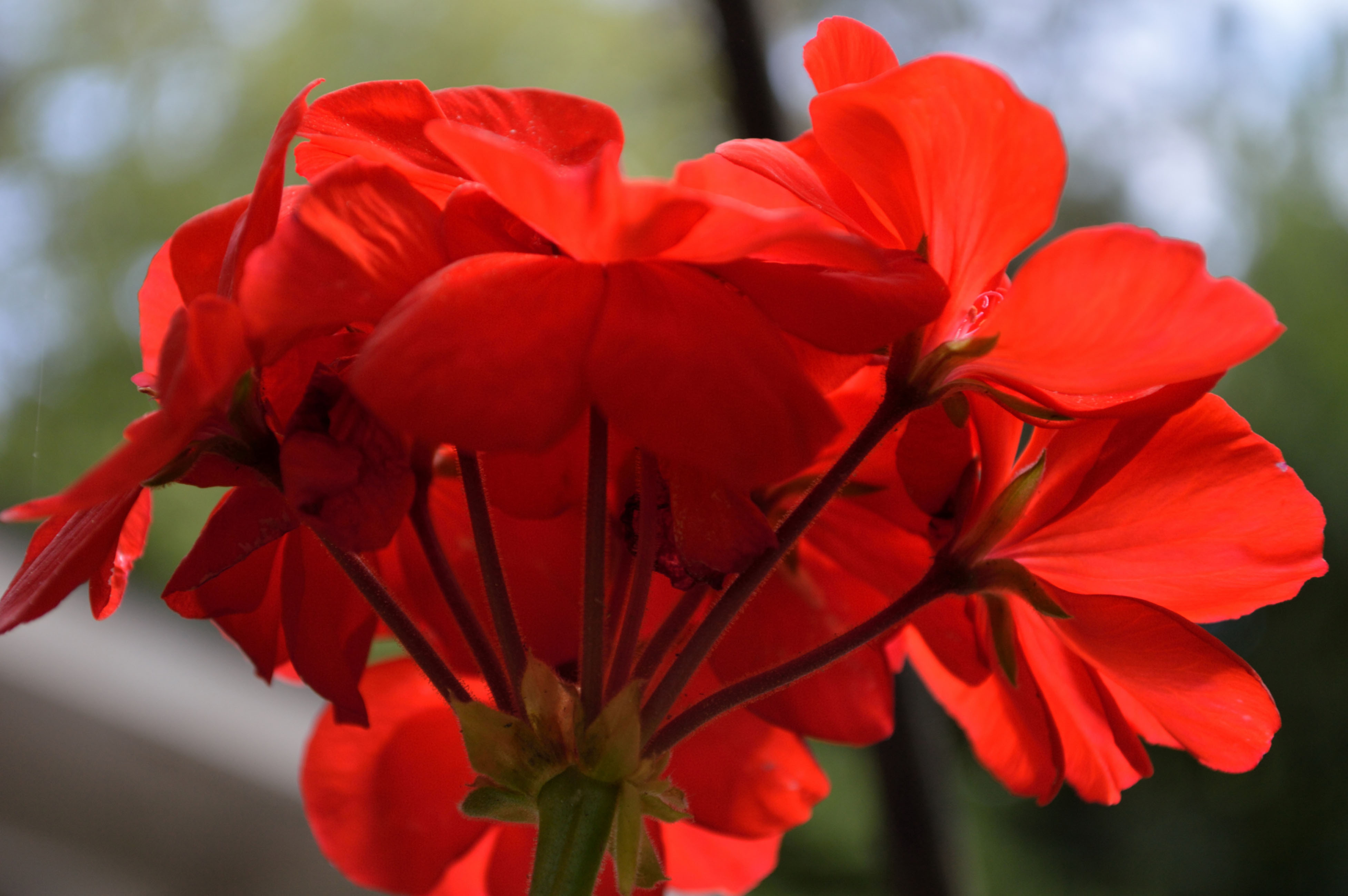 Geraniums (Thinkstock/PA)