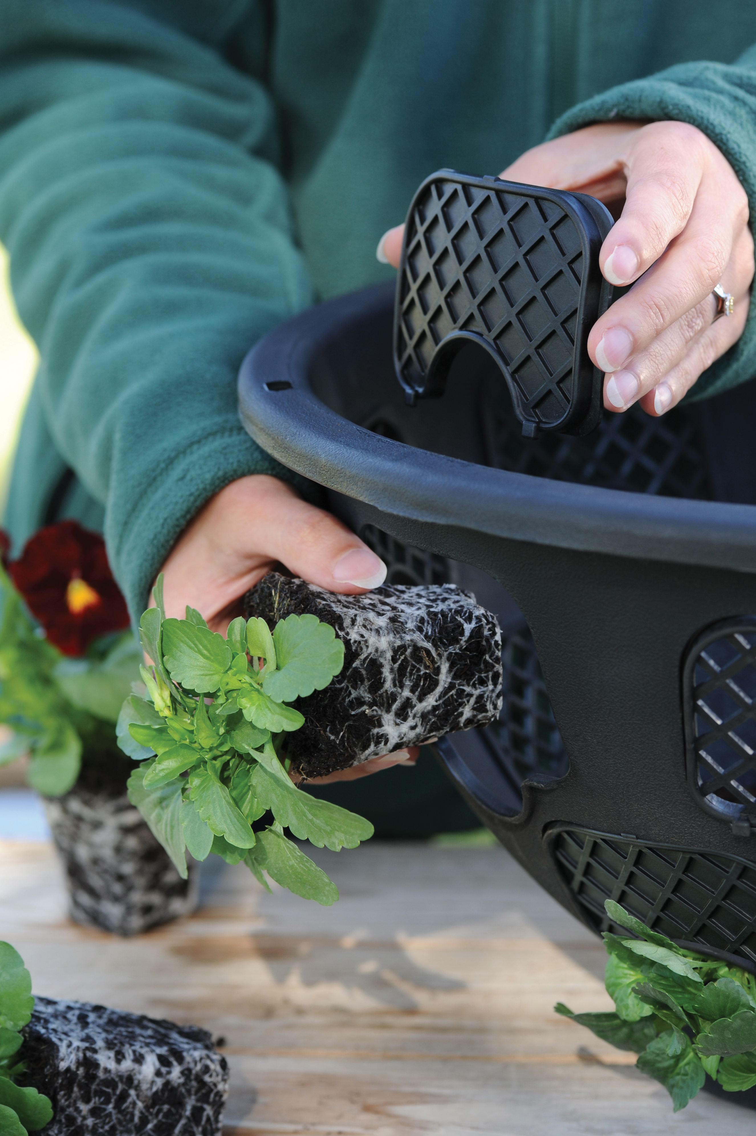 Plug plants being planted into hanging baskets (Thompson & Morgan/PA)
