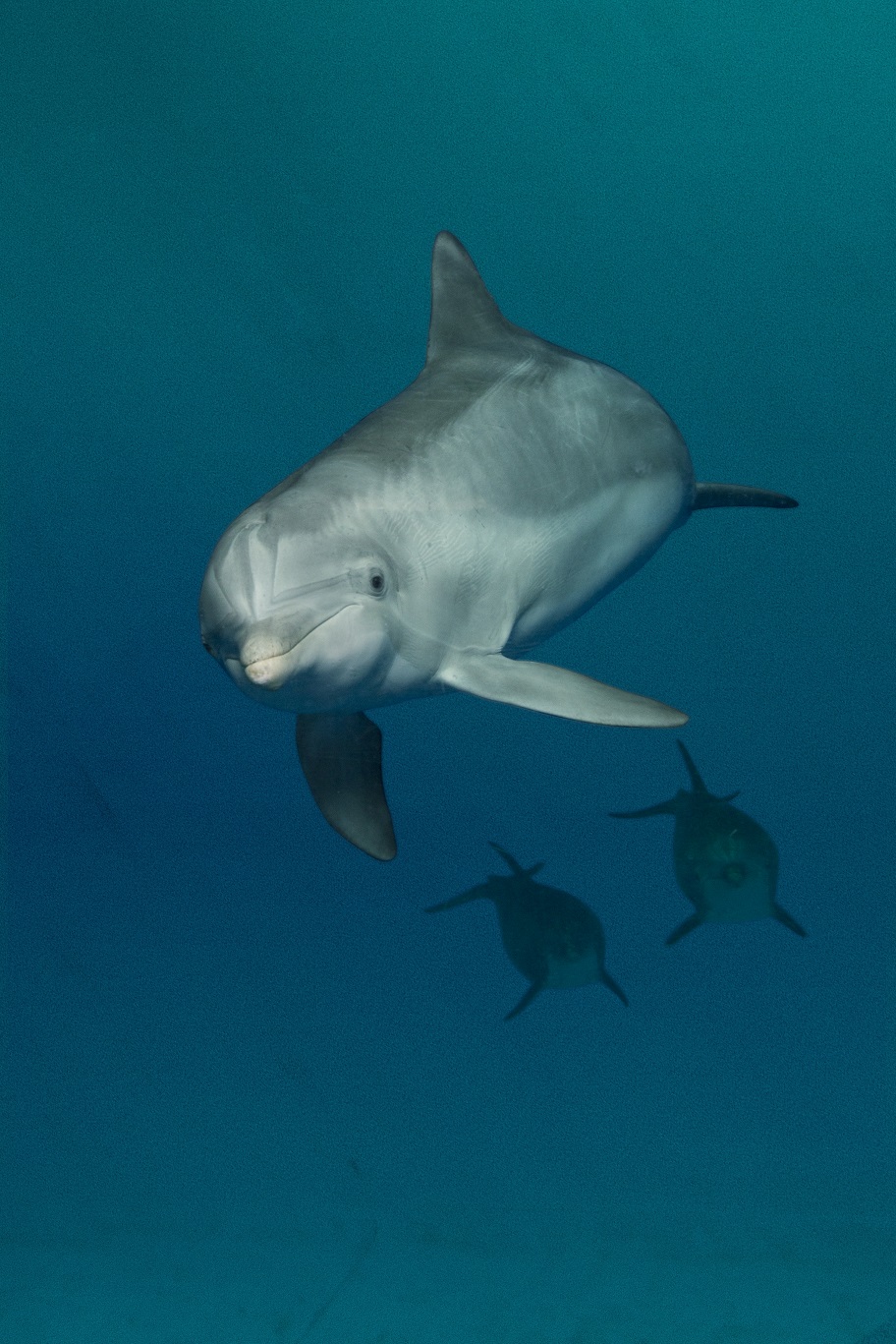 Spirit, one of the seven dolphins being relocated (Heather D Moran/National Aquarium/PA)