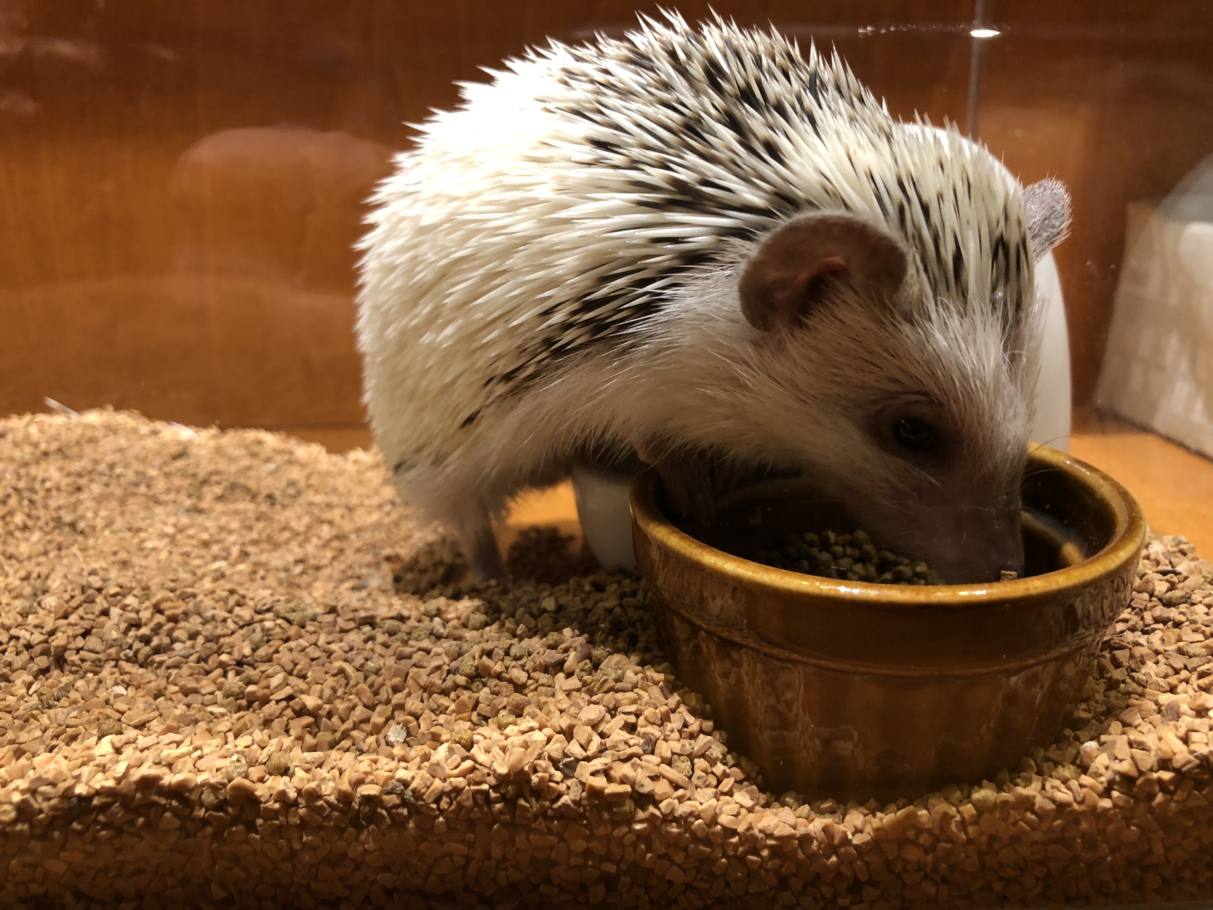 One of the spiny residents of the Hedgehog Café (Damon Smith/PA)