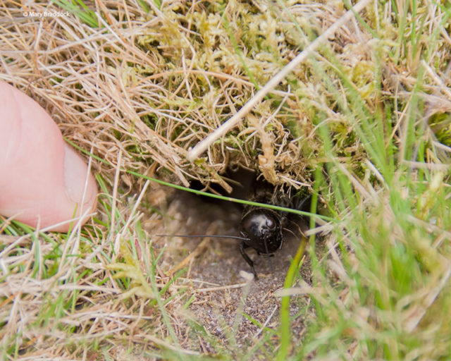 Young field crickets, or nymphs, are being encouraged from their burrows (RSPB/PA)