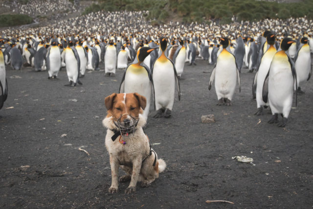 Rat detection dog Wai, was one of three used to detect whether there were any rats left on South Georgia (Oli Prince/PA)