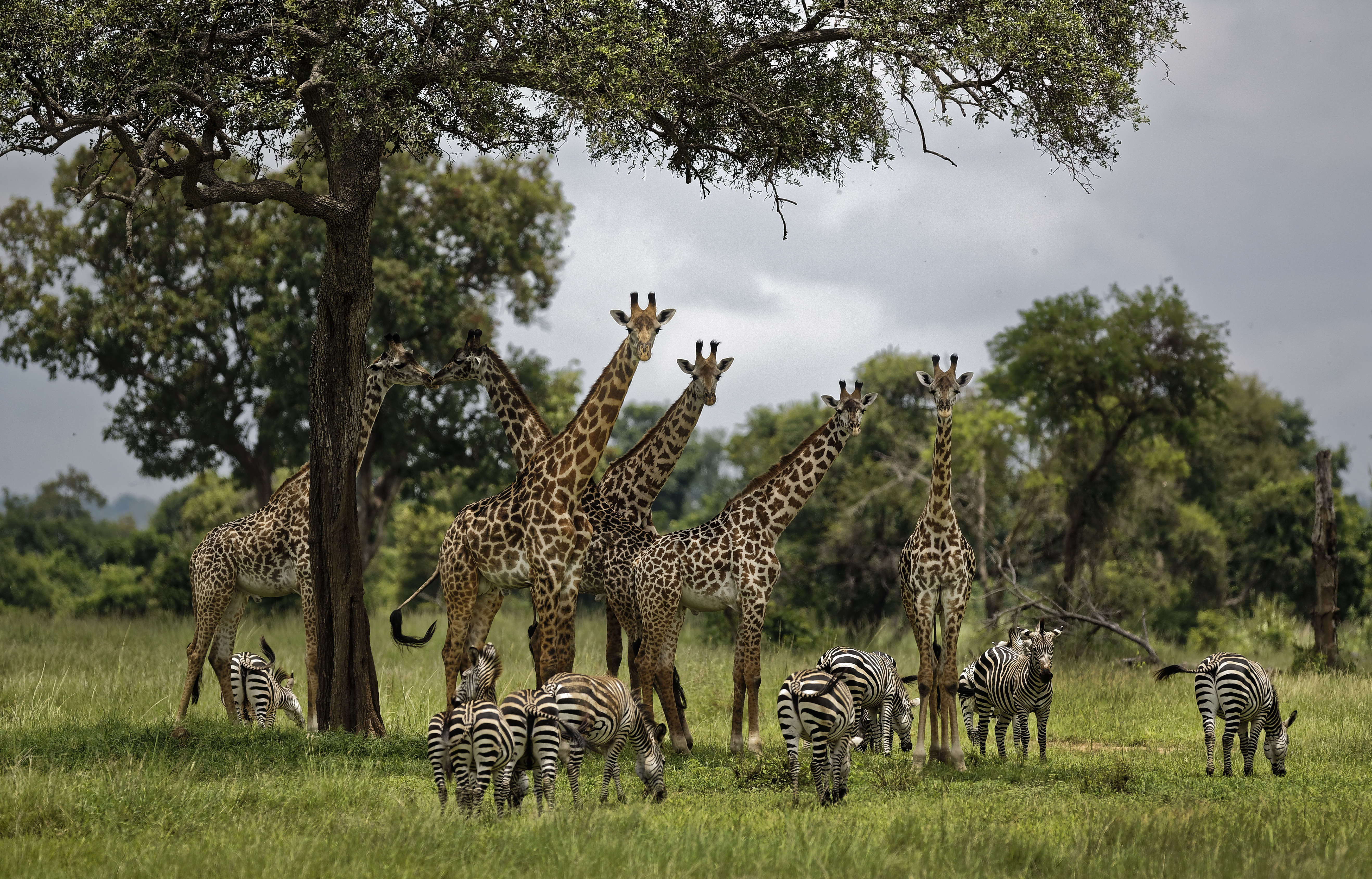 Giraffes and zebras congregate under the shade of a tree in Mikumi National Park (Ben Curtis/AP)
