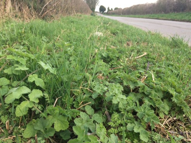 'Thuggish' plants such as nettle and cow parsley are taking over road verges (Trevor Dine/Plantlife/PA)