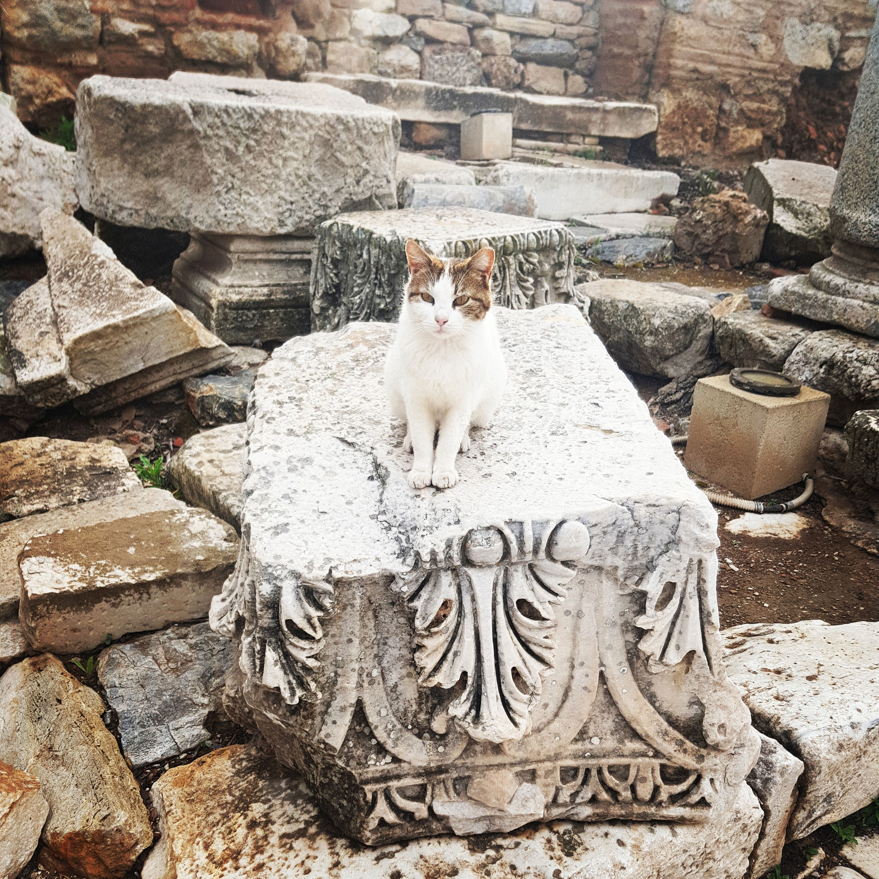 Stray cat in Ephesus ruins