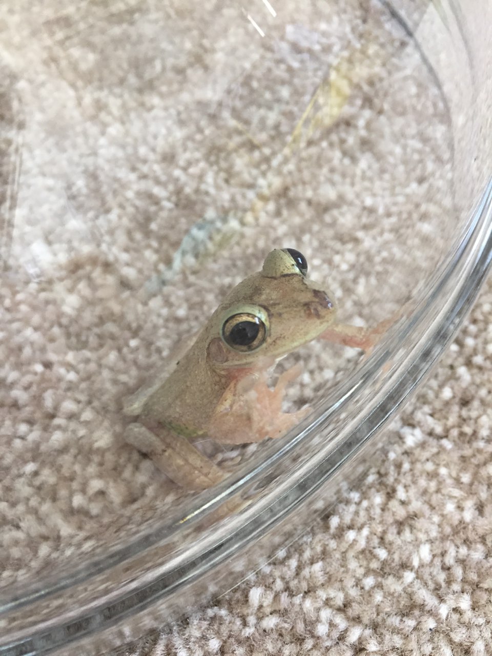 An exotic tree frog which stowed away in a suitcase and travelled to the UK from Florida (RSPCA)
