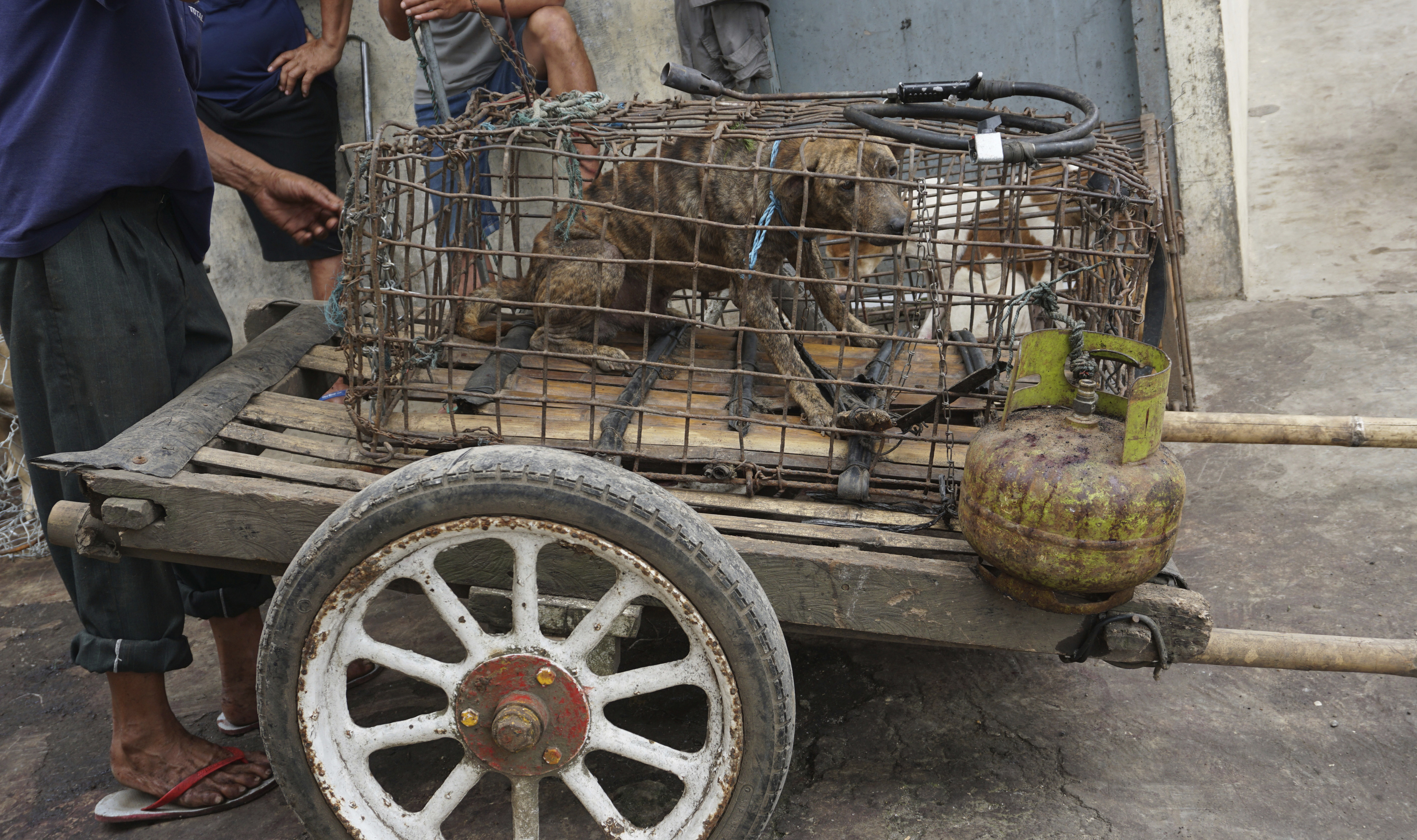 Dogs for sale in cages at a market in Langowan, North Sulawesi, Indonesia (Dog Meat Free Indonesia via AP)
