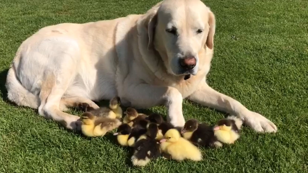 Fred adopts orphaned ducklings