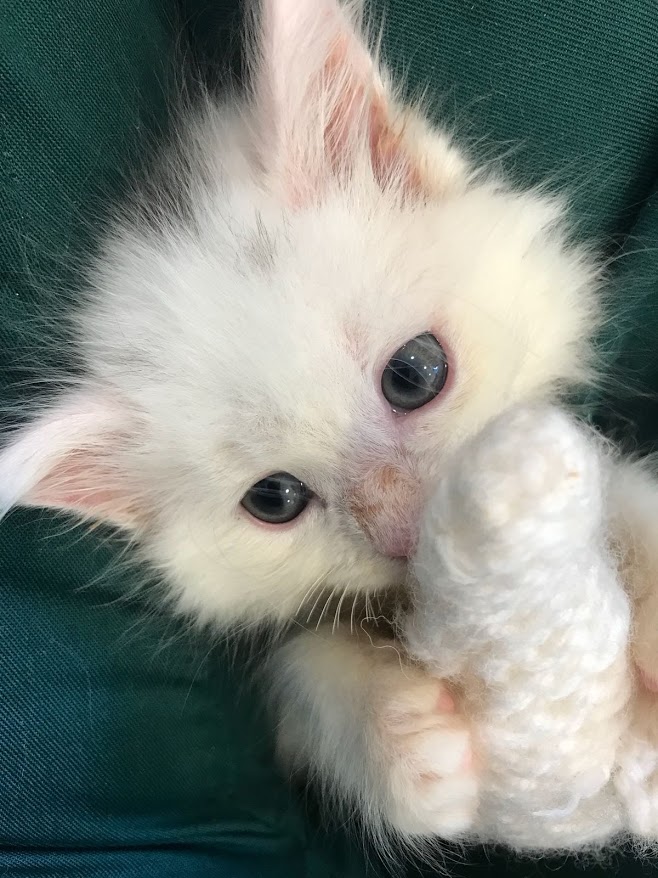 Rescue kitten Nimbus has been taken in by Battersea Dogs and Cats Home (Battersea Dogs and Cats Home)