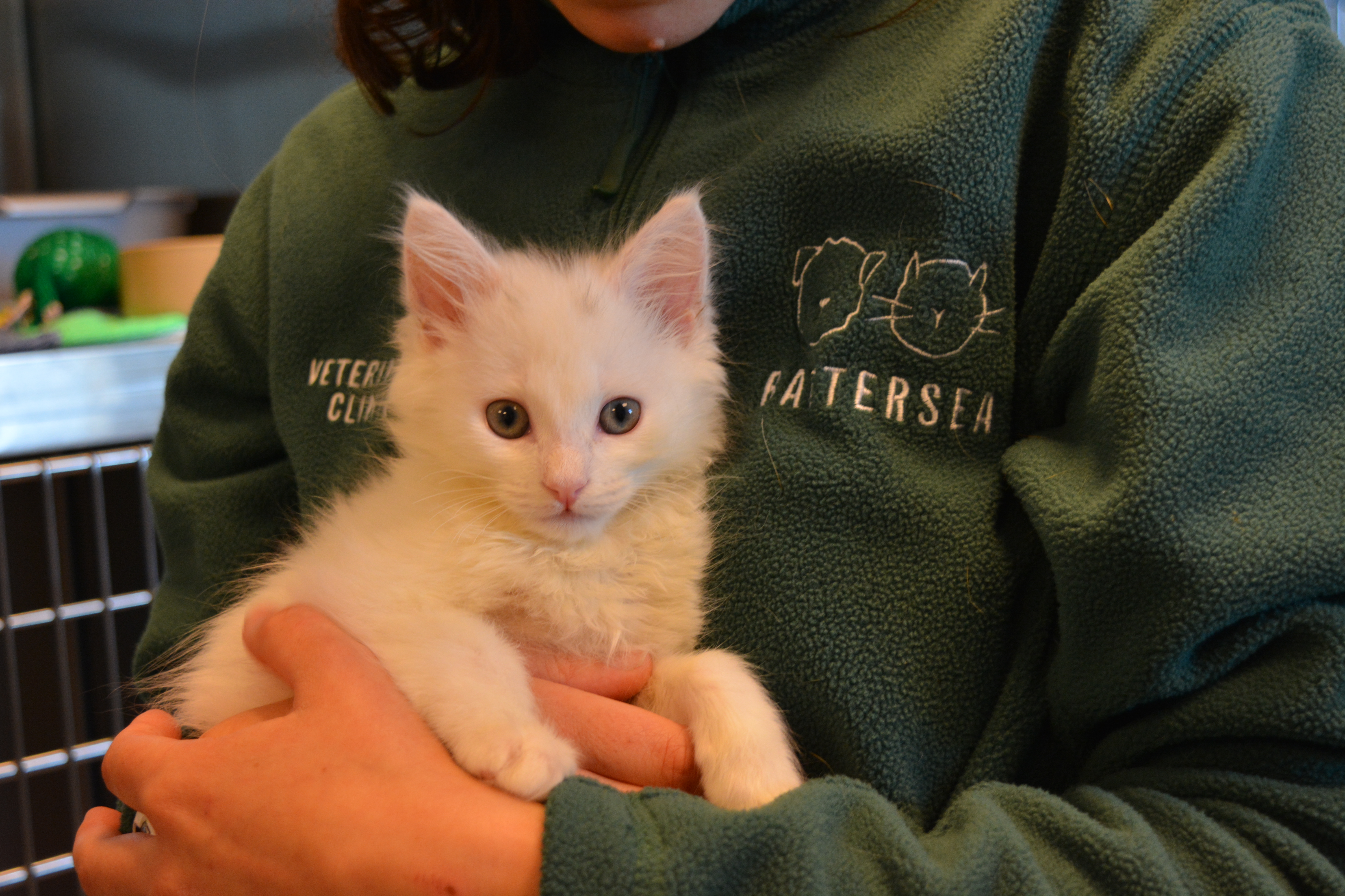 Rescue kitten Nimbus has been taken in by Battersea Dogs and Cats Home (Battersea Dogs and Cats Home)
