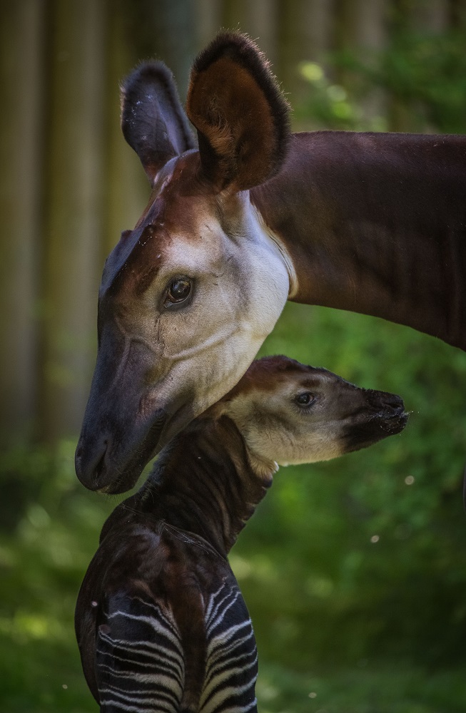 Baby okapi