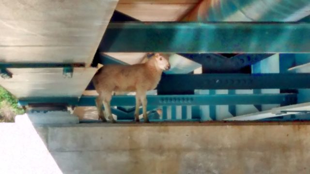 The first sheep got trapped on a ledge on the bridge over the River Ouse on Sunday. (RSPCA/ PA)