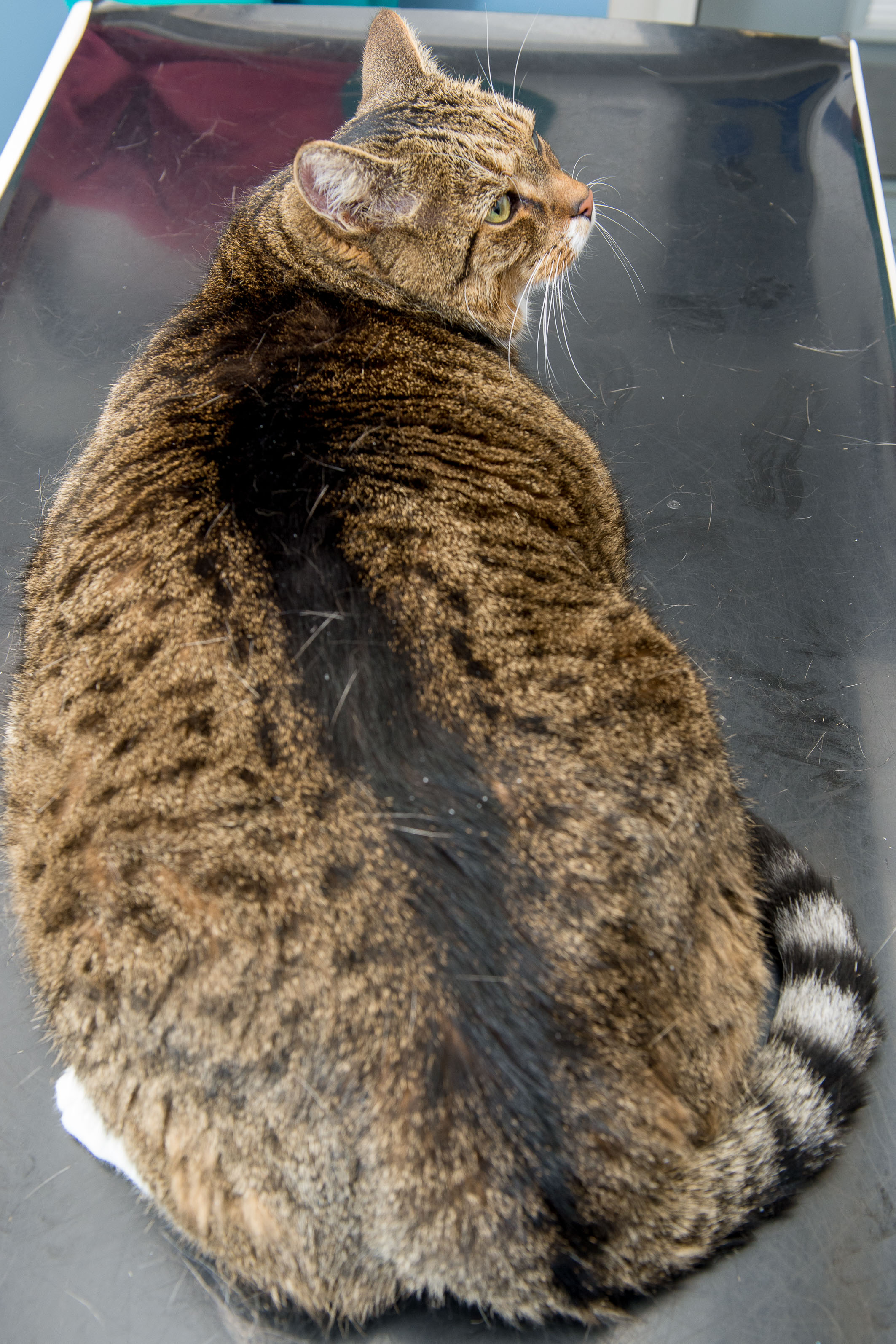 Benji, from Greenock, is too big for his cat flap (PDSA/PA)
