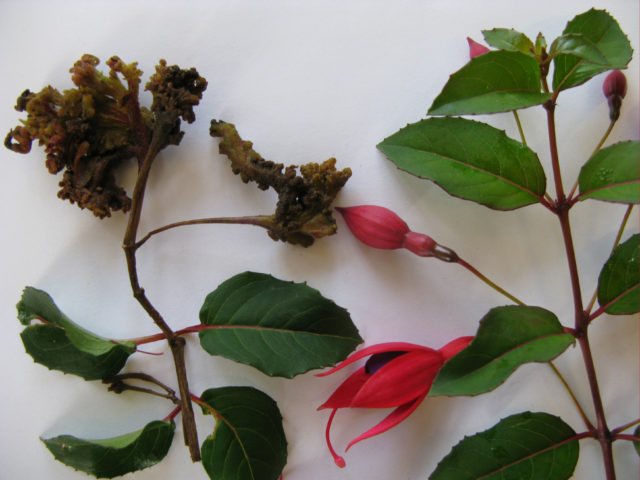 Damage to fuchsia from gall mite which was first brought into the UK on illegally imported cuttings (Andrew Halstead/RHS/PA)