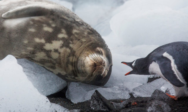 Greenpeace is calling for the creation of a vast sanctuary in Antarctica to protect wildlife such as penguins and seals (Paul Hilton/Greenpeace/PA)