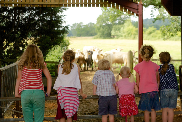People are being encouraged to visit farms for Open Farm Sunday (LEAF Open Farm Sunday/PA)