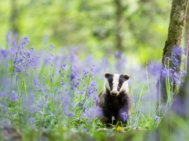 Badgers have seen numbers increase in the past 20 years (Dave Hudson/Mammal Society/PA)