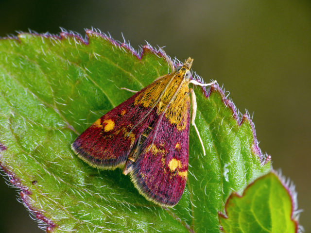Easy-to-see native pyralid moths include the mint moth, which can be found in garden herb patches (Patrick Clement/Butterfly Conservation/PA)