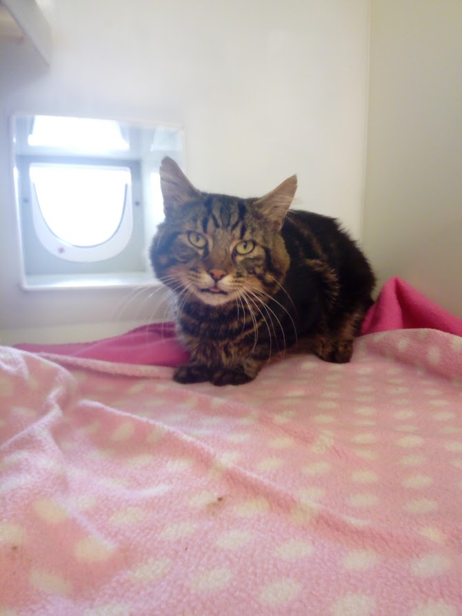 Cat Ford who was stuck in the grille of a car (RSPCA)
