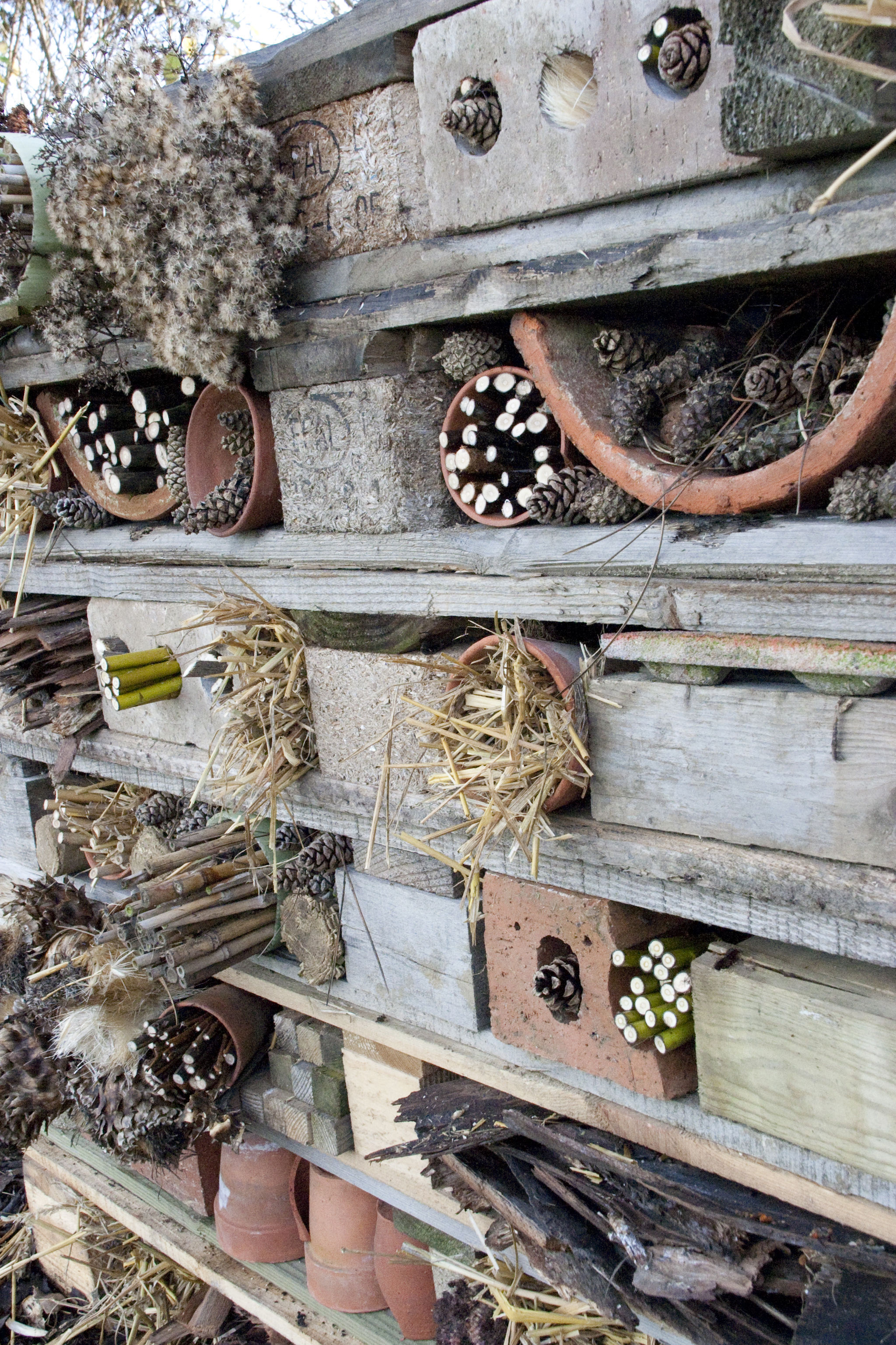 Create a bug hotel (Andrew Hellman/RHS/PA)
