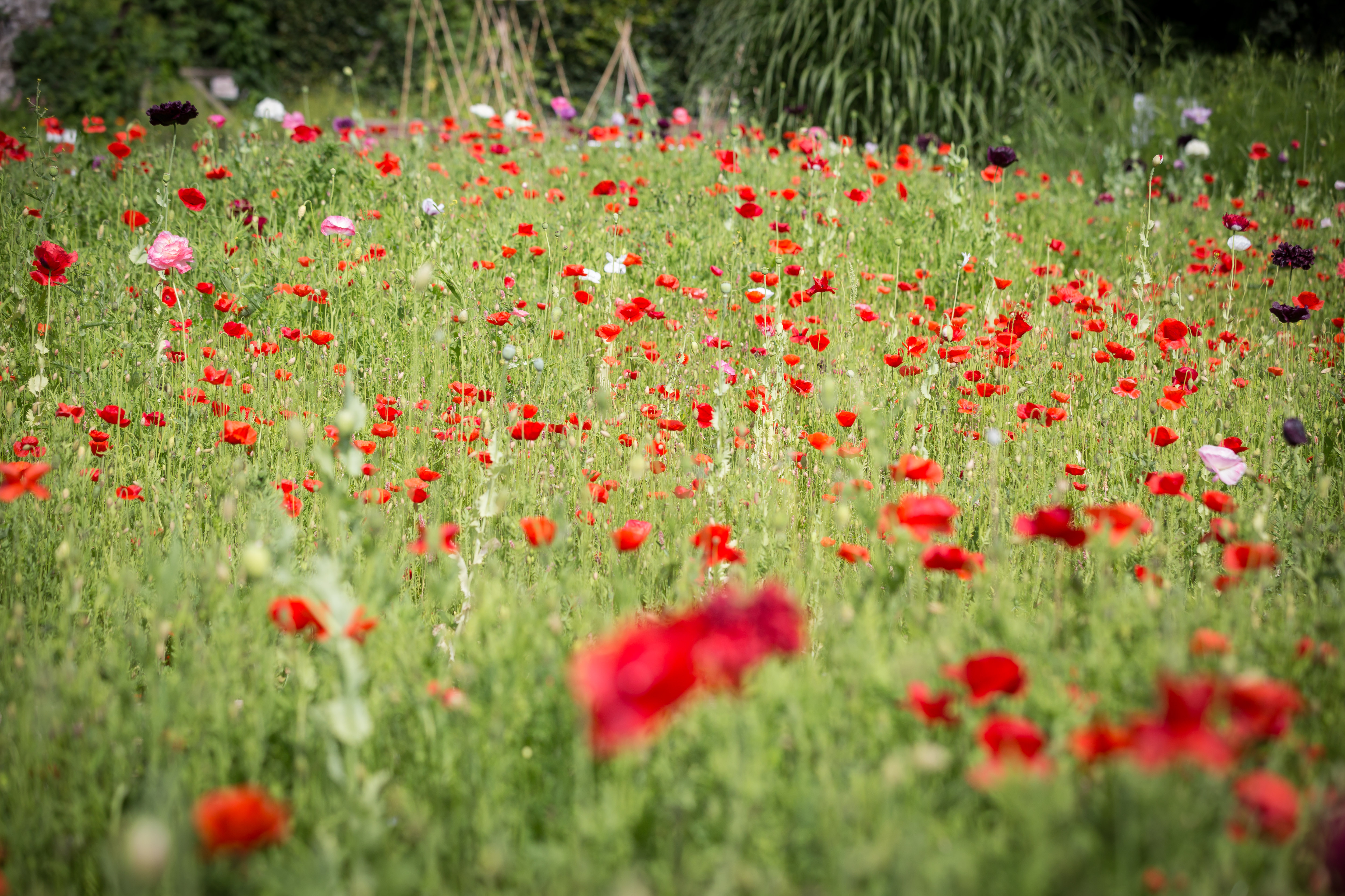 The garden at Bristol Zoo’s Wild Place Project includes more than 100 varieties of poppies including those that grew in the battlefields on the Somme, Ypres and Passchendaele and it is believed to be the first time that so many different kinds have been grown in the same place (Barbara Evripidou/PA). 