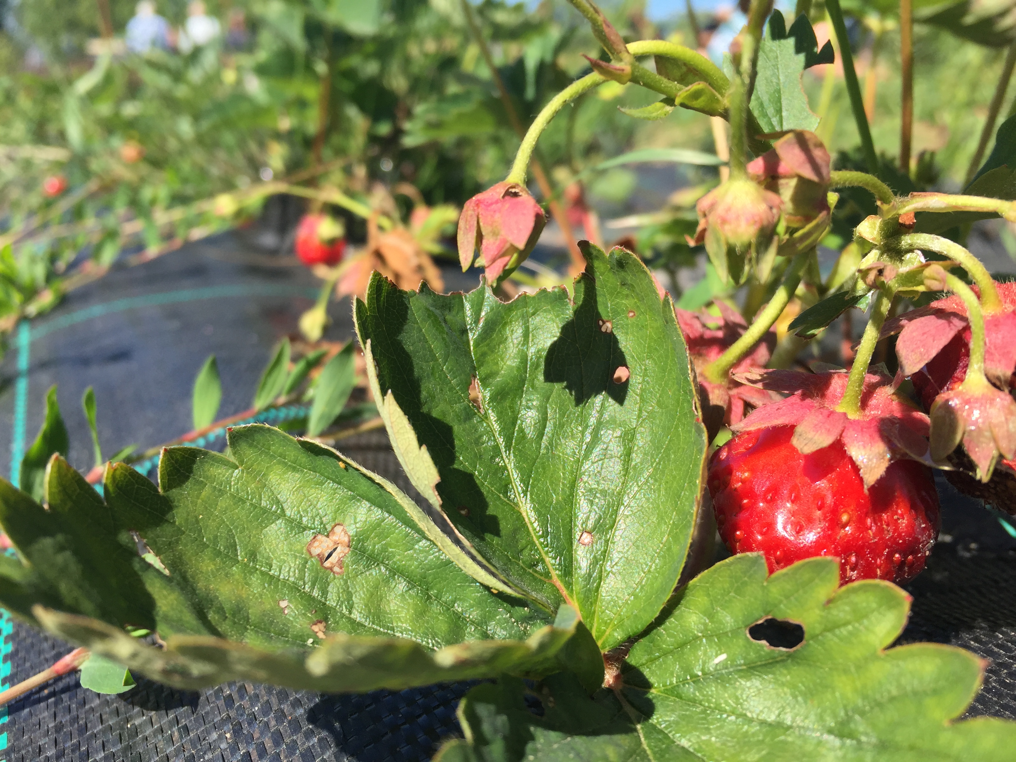 You can pick your own strawberries at Plantagen farm (Rachael Burnett/PA)