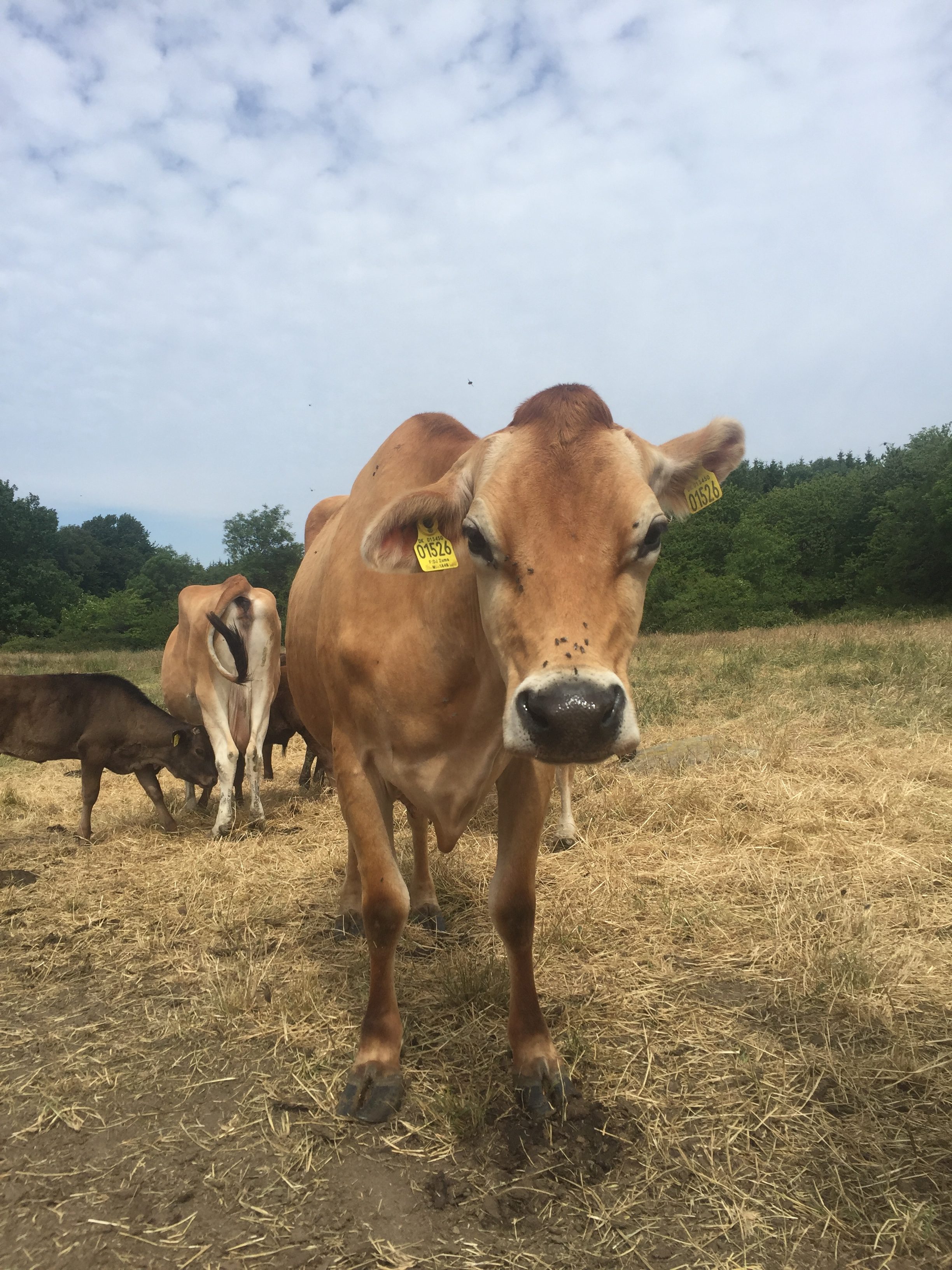 The cows at Wagyu Bornholm roam freely over the pastures (Rachael Burnett/PA)